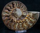 / Inch Split Ammonite Pair #4393-2